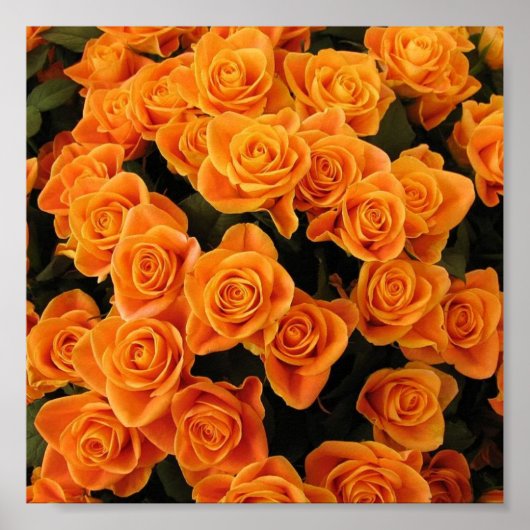 Poster Rose orange (Devant)