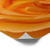 Poster Rose orange (Coin)