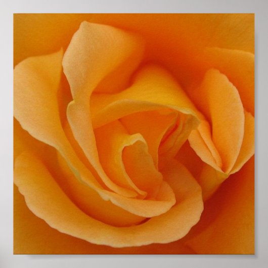 Poster Rose orange (Devant)