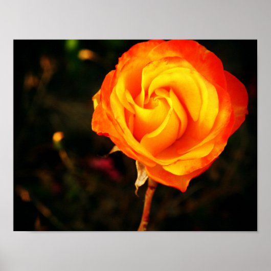 Poster Rose orange (Devant)