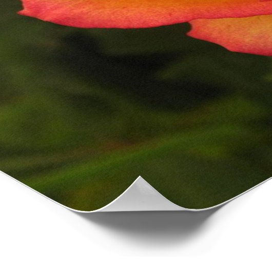 Poster Rose orange (Coin)