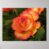 Poster Rose orange (Devant)