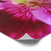 Poster rose Pansy (Coin)