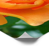 Poster Rose Pat Austin (Coin)