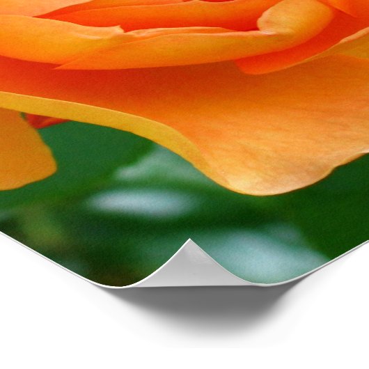 Poster Rose Pat Austin (Coin)