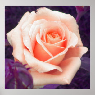 Poster Rose Peach