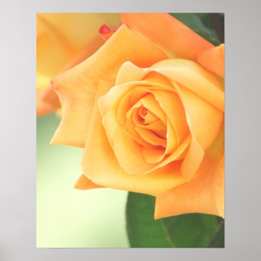 Poster Rose Peach - choisir la taille (Devant)