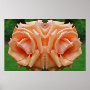 Poster Rose Peach dans le miroir de fleurs Abstrait
