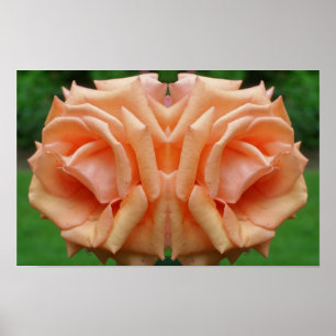 Poster Rose Pêche En Fleur Miroir Floral Nature Art