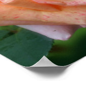 Poster Rose pêche tacheté en fleurs (Coin)