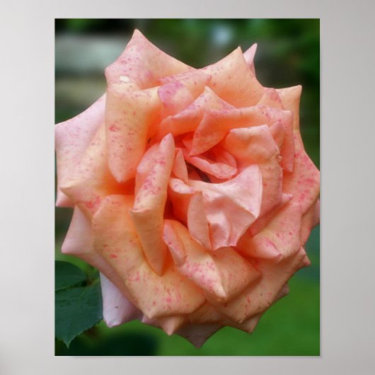 Poster Rose pêche tacheté en fleurs (Devant)