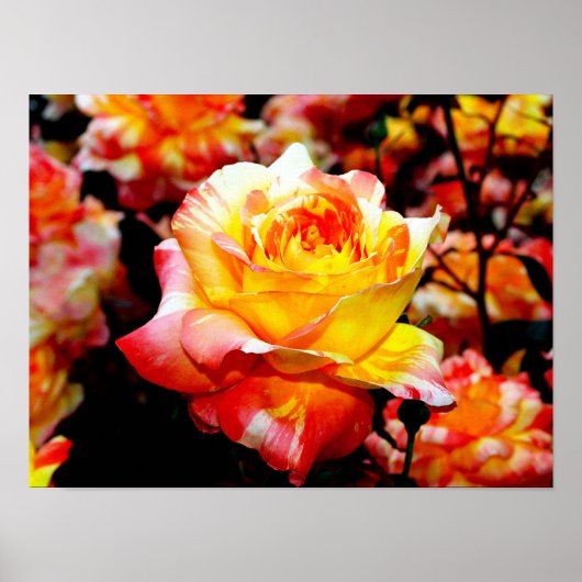 Poster Rose peint (Devant)