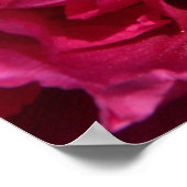 Poster rose Peony Imprimer (Coin)