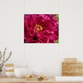 Poster rose Peony Imprimer (Cuisine)