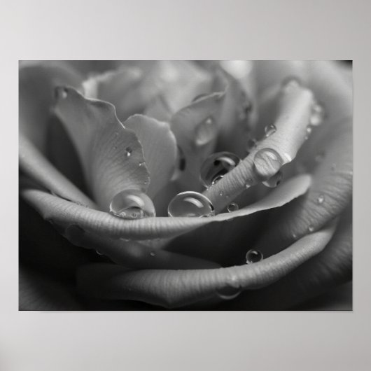 Poster Rose Pétale Monochromatique Éthérée Macro (Devant)