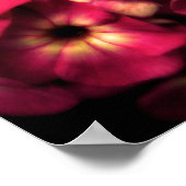 Poster Rose-Phlox (Coin)