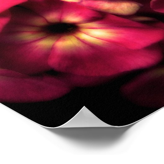 Poster Rose-Phlox (Coin)