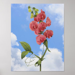 Poster rose Pois doux Floral Art