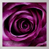 Poster Rose pourpre (Devant)