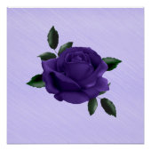 Poster Rose pourpre (Devant)