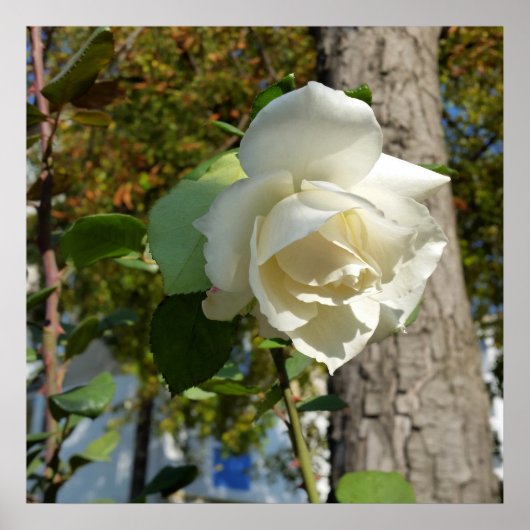 Poster rose près de l'arbre (Devant)