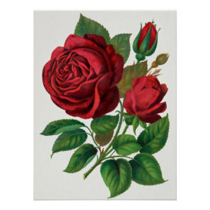 Poster Rose Print Rochester Lithographing and Printing Co