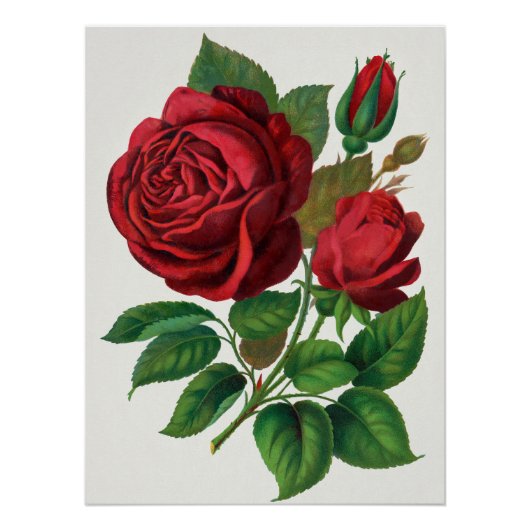 Poster Rose Print Rochester Lithographing and Printing Co (Devant)