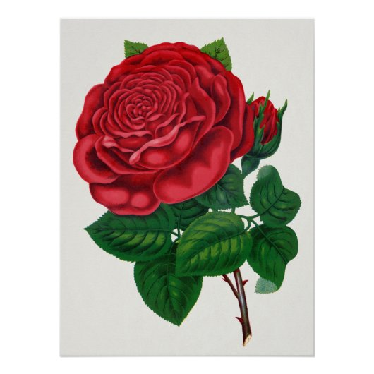 Poster Rose Print Rochester Lithographing and Printing Co (Devant)