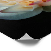 Poster Rose Pure Bliss (Coin)