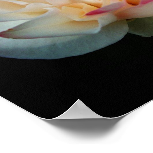 Poster Rose Pure Bliss (Coin)