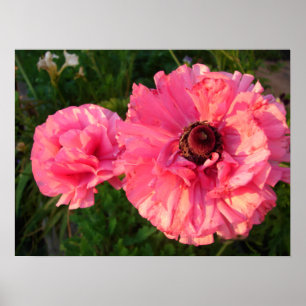 Poster rose Rannunculus Bulb Printemps Jardin Fleu