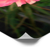 Poster rose Rannunculus Bulb Printemps Jardin Fleu (Coin)