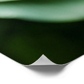 Poster rose Rodgersia (Coin)