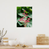 Poster rose Rodgersia (Cuisine)