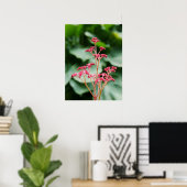Poster rose Rodgersia (Bureau à domicile)