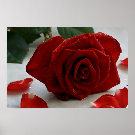 Poster Rose romantique (Devant)