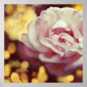 Poster Rose romantique et Bokeh jaune doré