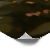 Poster Rose romantique rose (Coin)