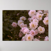 Poster Rose romantique rose (Devant)