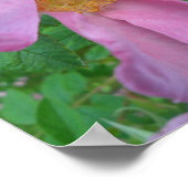 Poster Rose rose (Coin)