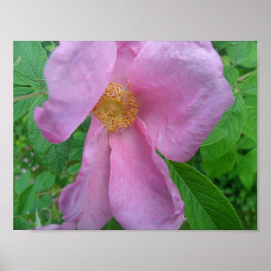 Poster Rose rose (Devant)
