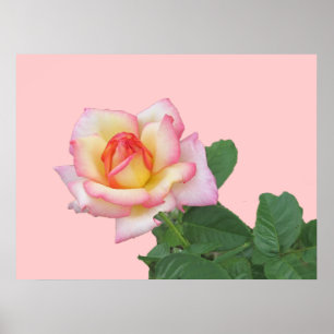 Poster Rose rose 2 tons