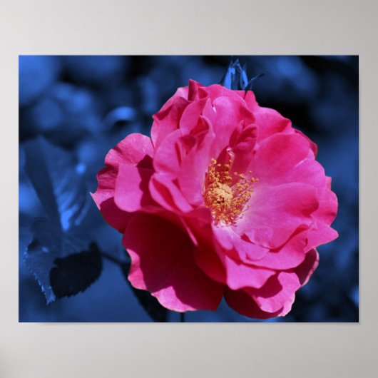 Poster Rose rose Abstraite Tint Fleur (Devant)