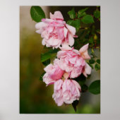 Poster Rose rose Albertine (Devant)