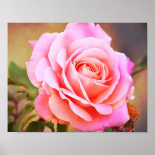 Poster Rose rose Antique Style Photographie Art Imprimer