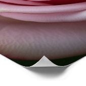 Poster Rose rose avec des pétales en rotation (Coin)