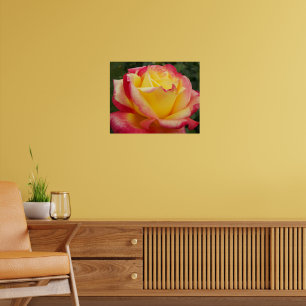 Poster Rose rose bicolore rose et jaune Photographie