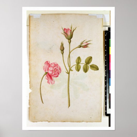 Poster Rose Rose, c.1568 (Devant)