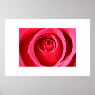 Poster Rose rose chaud