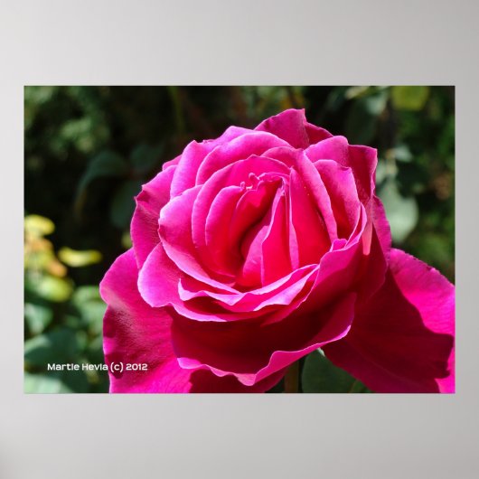 Poster Rose rose chaud (Devant)